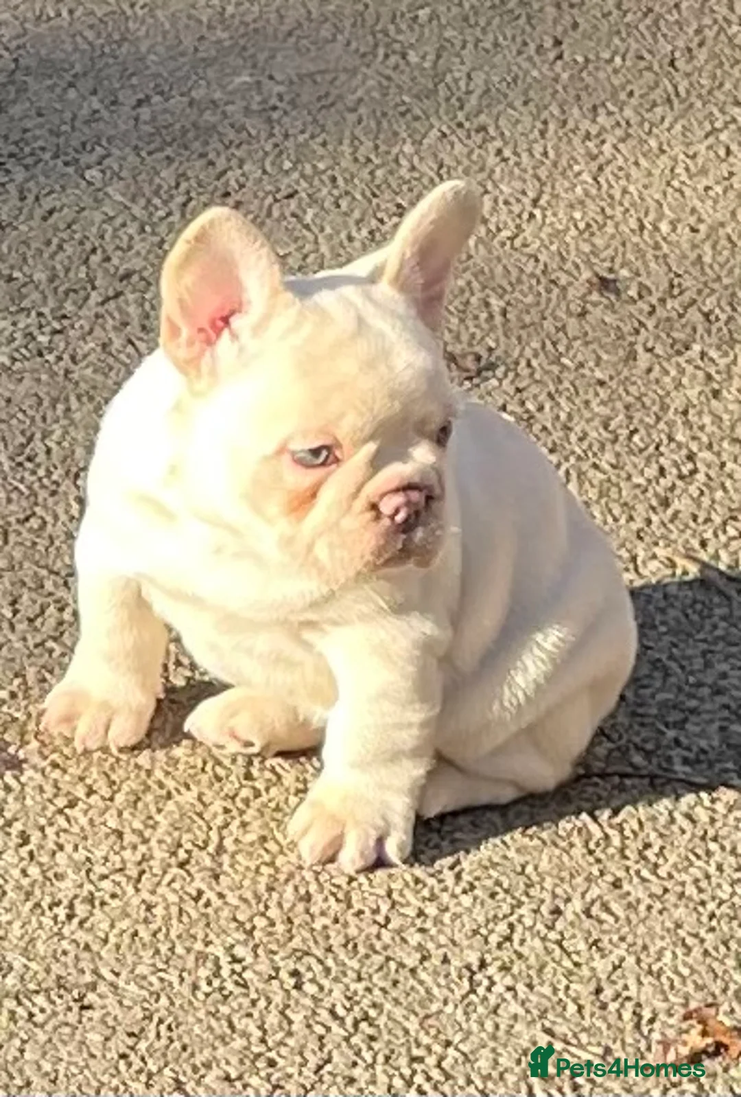 French Bulldog dogs for sale: KC REGISTERED QUALITY FRENCH BULLDOG PUPPIES  - Advert 14