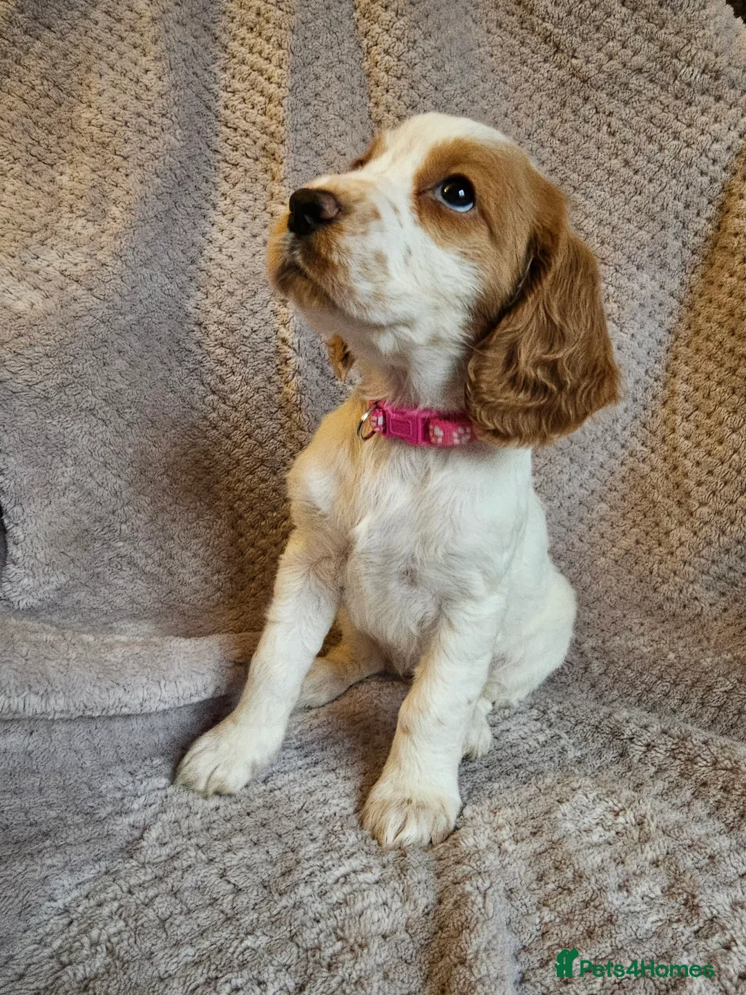 Sprocker dogs for sale: Sprocker Spaniel Puppies * only 1 left * - Advert 10