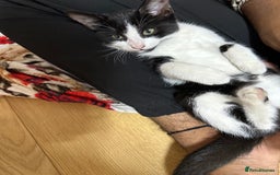 Mixed Breed cats for sale: Beautiful Kittens for sale - Image 5