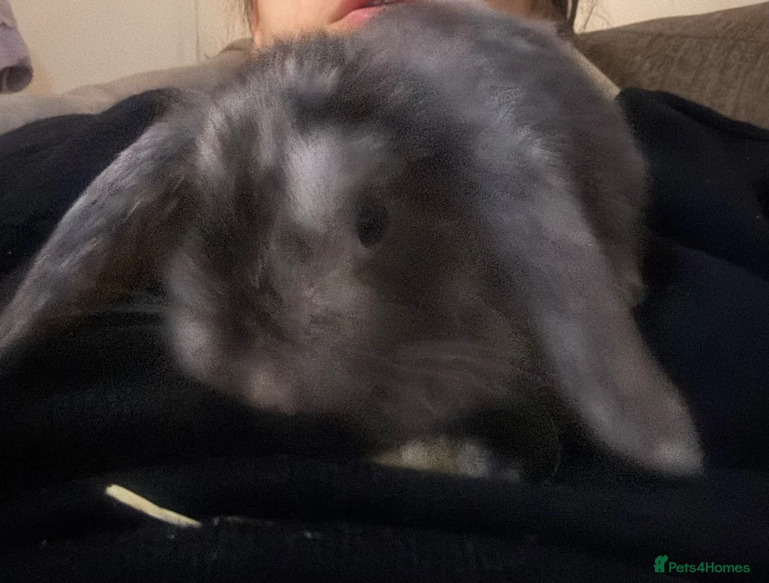 Mini Lop rabbits for sale: Pure bred friendly handled daily  mini lop.  - Advert 9