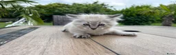 Mixed Breed cats for sale: Ragdoll - Mixed - Advert 11