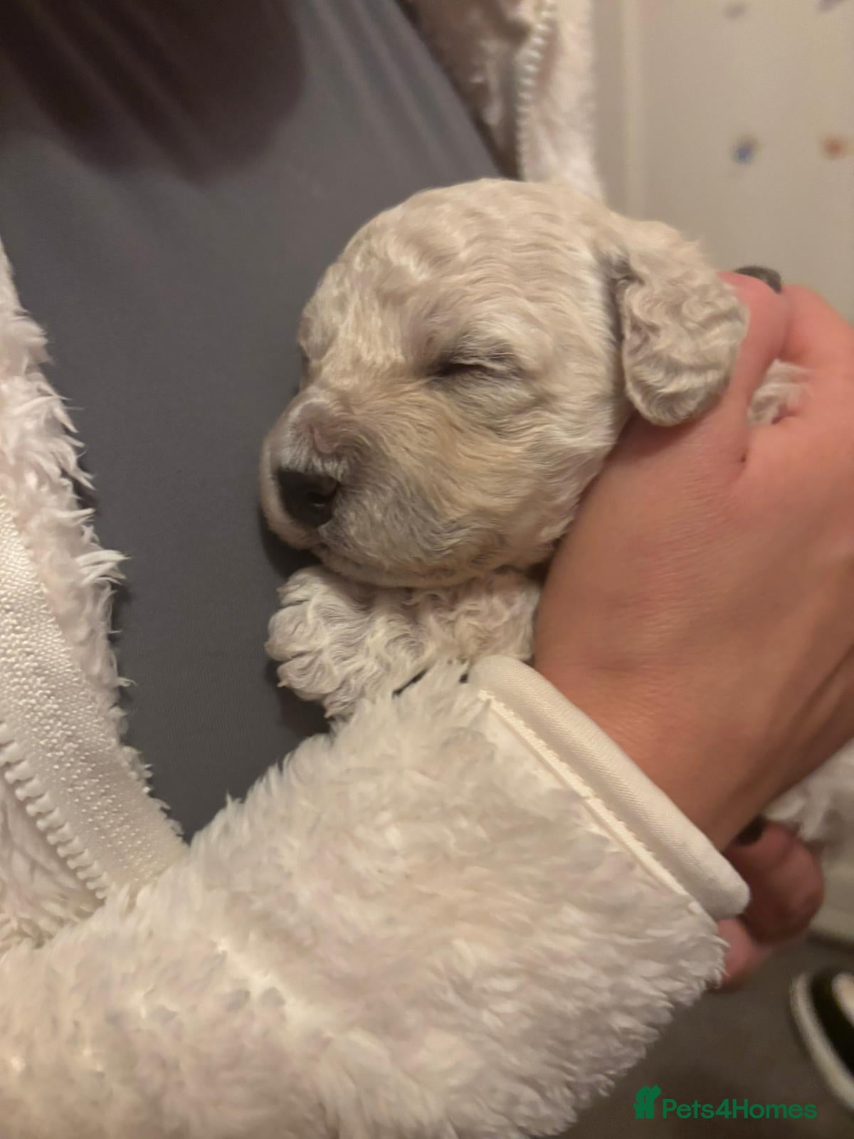 Poochon dogs Poochon puppies  - Advert 8