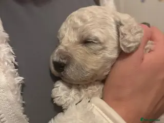 Poochon dogs Poochon puppies - Advert 8