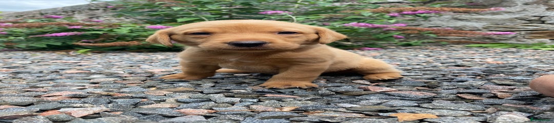 Labrador Retriever Puppy 5