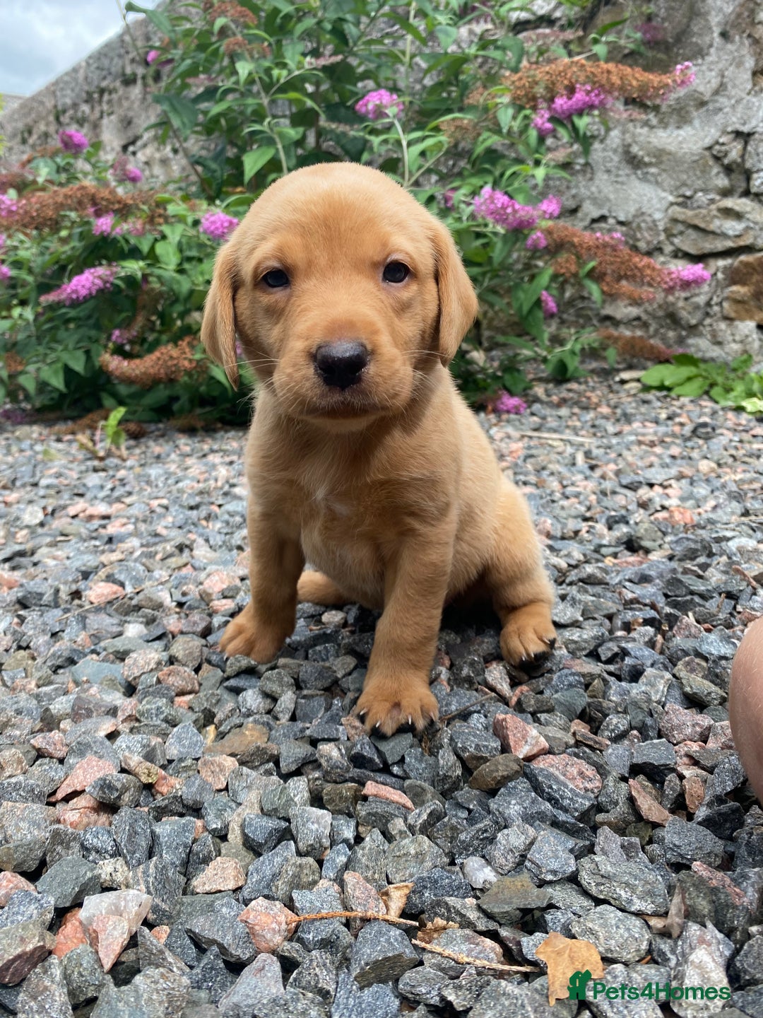 Labrador Retriever dogs for sale: Pedigree Labrador Pups - Image 18