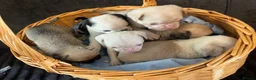 Pug dogs for sale: Unique pug puppies in Swanley - Advert 10