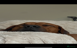 Rhodesian Ridgeback dogs for stud: Stud Rhodesian Ridgeback Stanley.  - Image 8