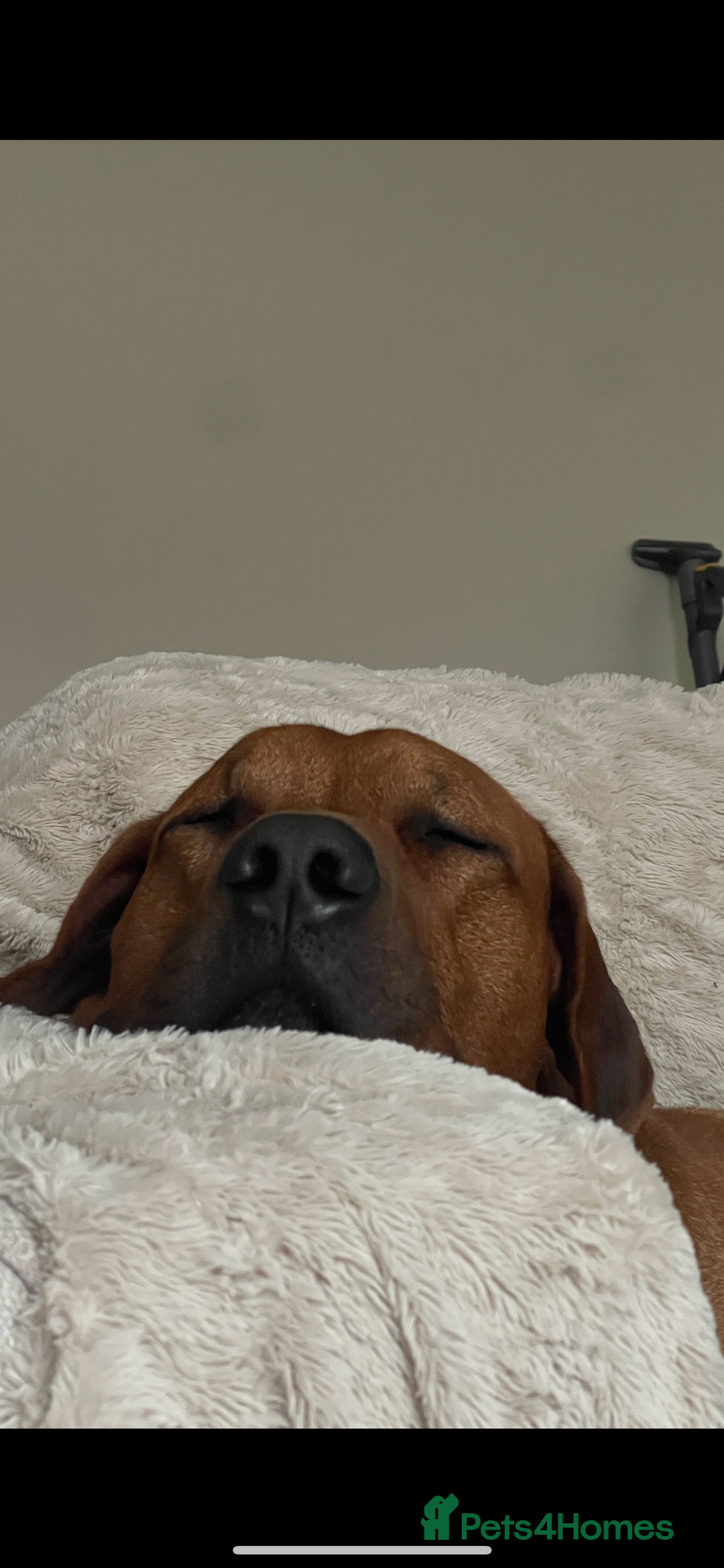 Rhodesian Ridgeback dogs for stud: Stud Rhodesian Ridgeback Stanley.  - Image 8