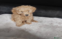 Cockapoo dogs for sale: Cockapoo female puppy  - Image 7
