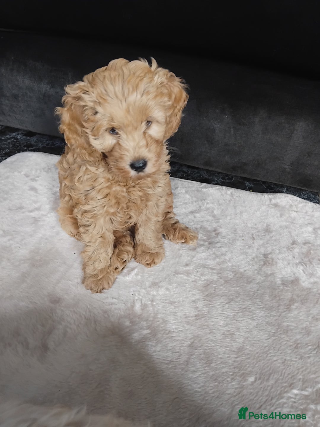 Cockapoo dogs for sale: Cockapoo female puppy  - Image 7