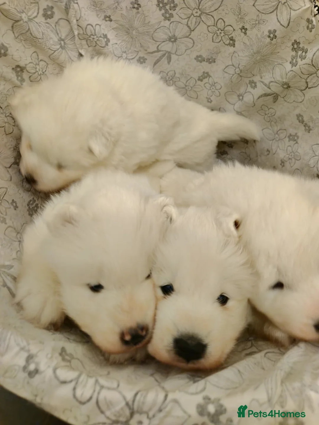 Samoyed dogs for sale: 3 Samoyed puppies for loving homes in London - Advert 1