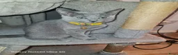 Russian Blue cats for sale: Beautiful Russian Blue Kittens  - Advert 9