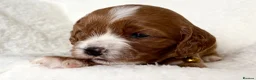 Cavapoo dogs for sale: Adorable miniature F1 red Cavapoo puppies  - Advert 9