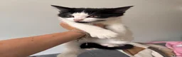 Mixed Breed cats for sale: 5 beautiful kittens for sale  - Advert 8