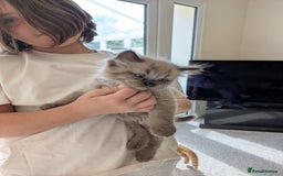 Ragdoll cats for sale: 4 gorgeous ragdoll kittens  - Image 13