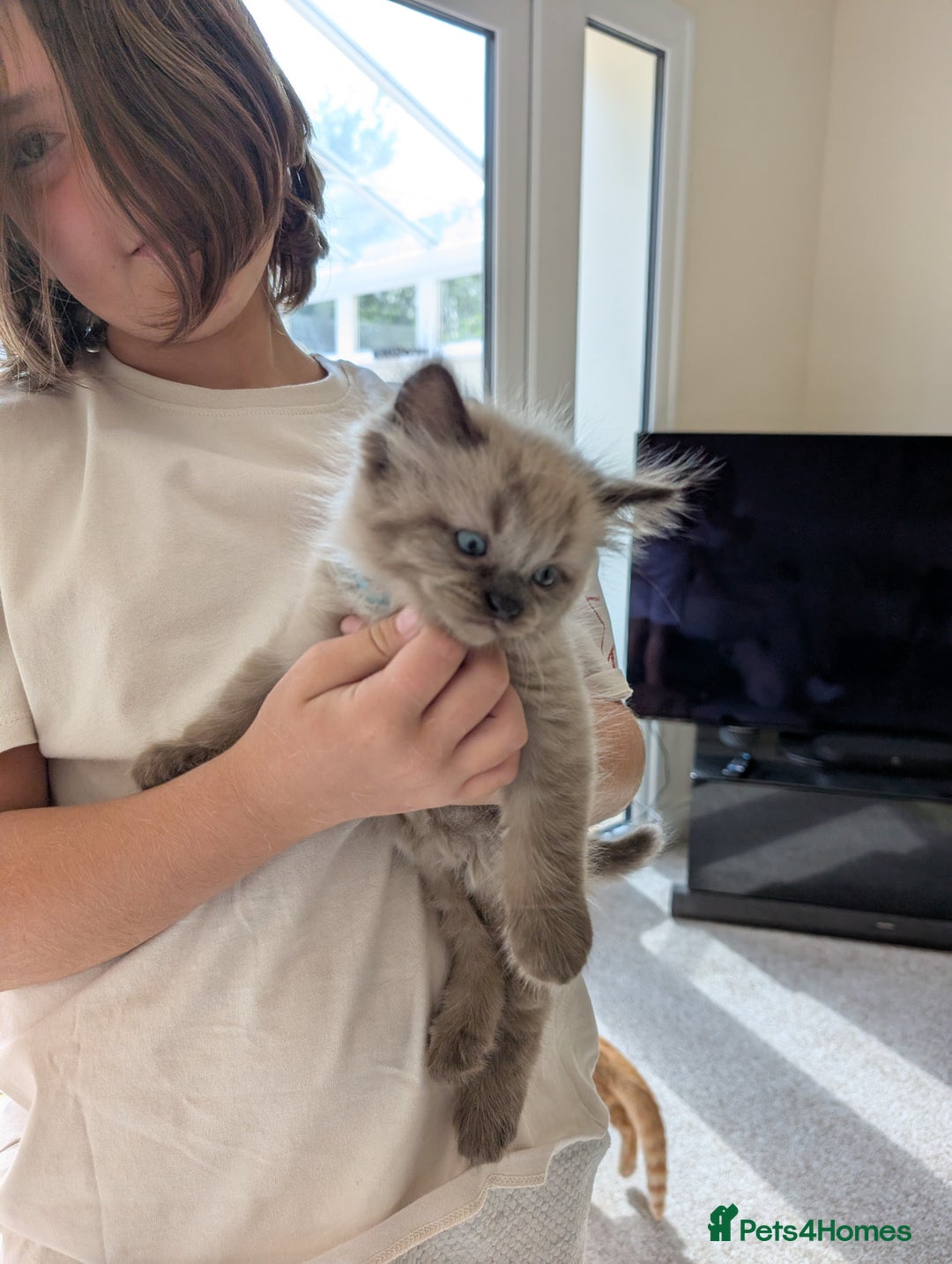 Ragdoll cats for sale: 4 gorgeous ragdoll kittens  - Image 13