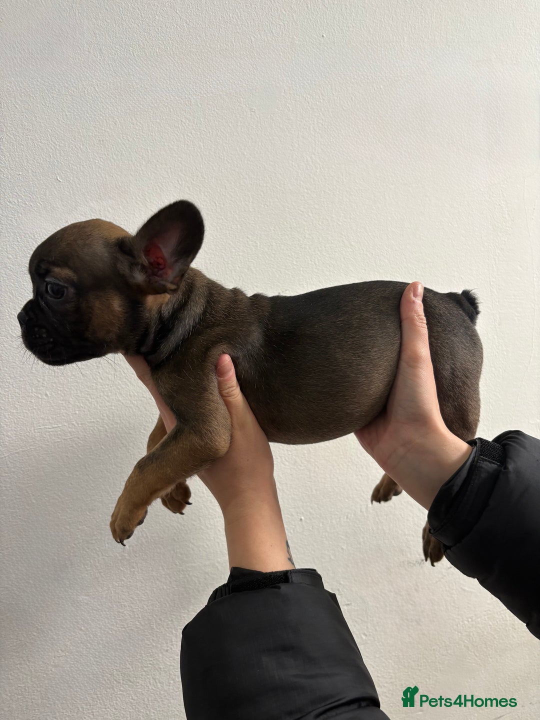 French Bulldog dogs for sale: French bulldogs🐶 - Advert 6