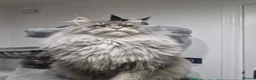 Maine Coon cats for sale: Maine coon kittens  - Advert 21
