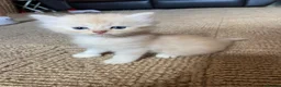 Persian cats for sale: Persian cross kittens - Advert 2