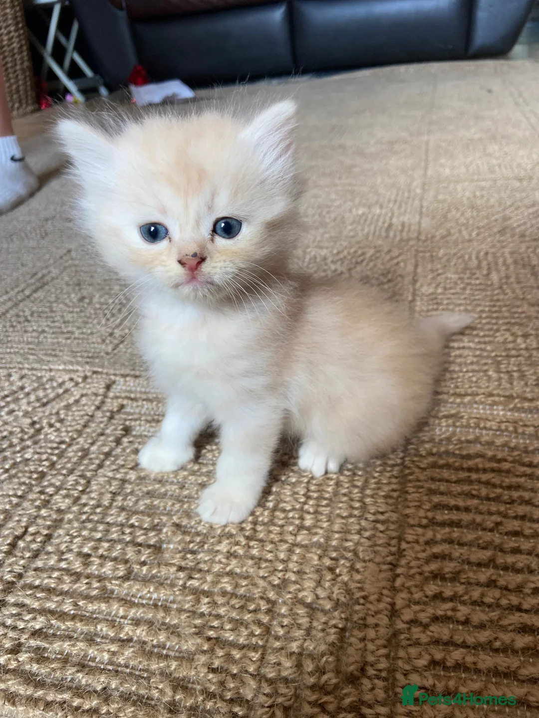 Persian cats for sale: Persian cross kittens - Advert 2