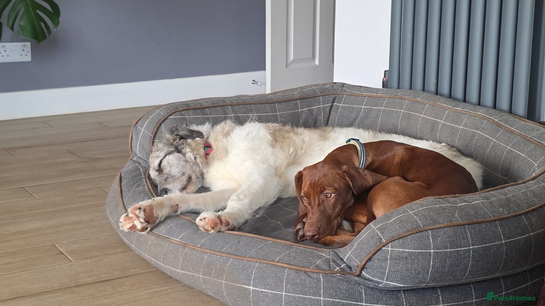 Mixed Breed dogs for adoption: Perfect PICKLE - Image 15