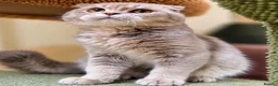 Scottish Fold cats for sale: Pedigree Adorable Scottish Fold Kittens  - Advert 1