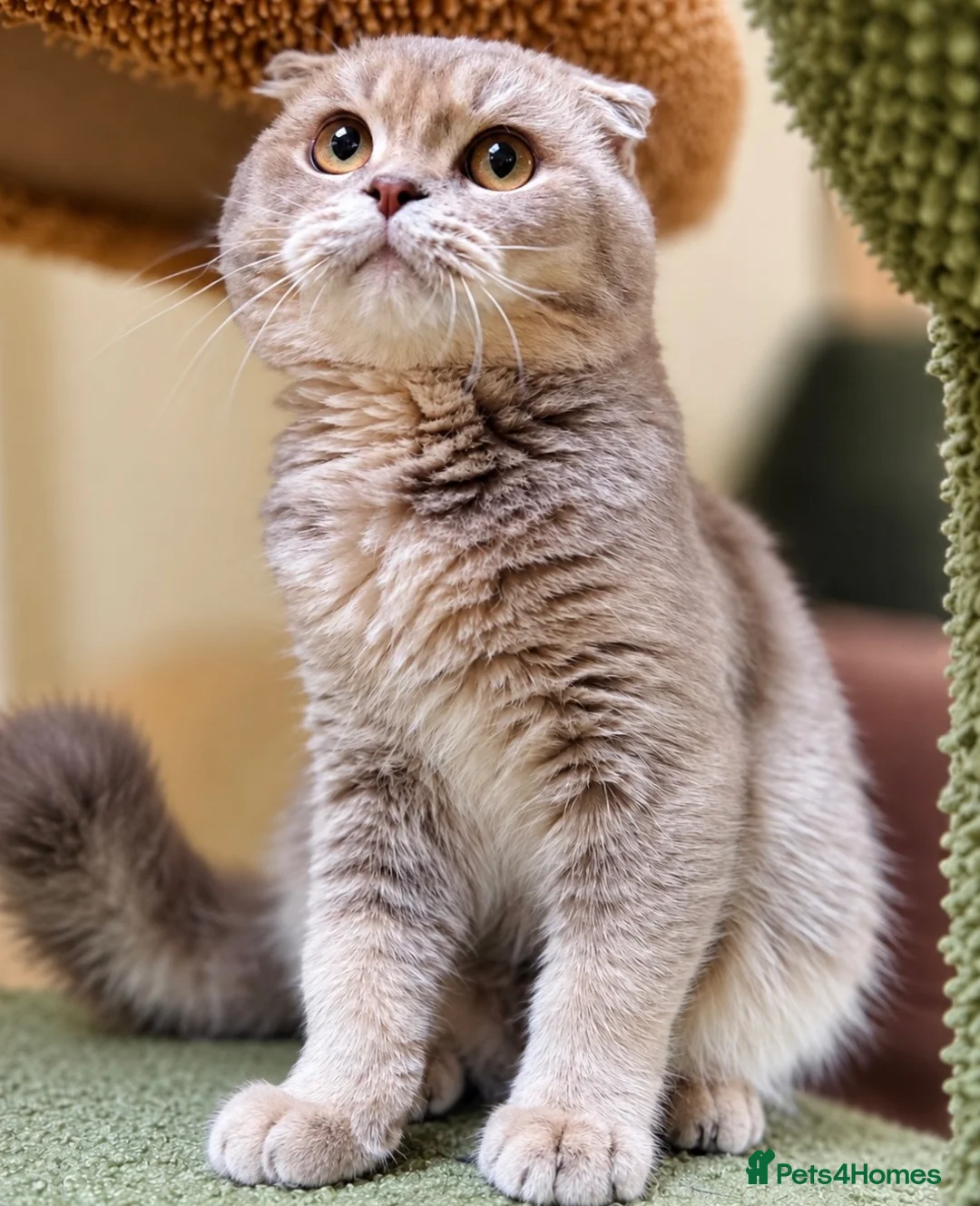 Scottish Fold cats for sale: Pedigree Adorable Scottish Fold Kittens  - Advert 1