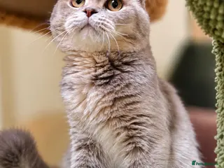Scottish Fold cats Pedigree Adorable Scottish Fold Kittens - Advert 10