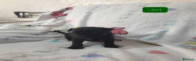 Jet