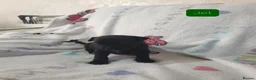 Mixed Breed dogs for sale: Staffy Mix Puppies in Seaham - Advert 5