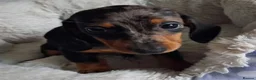Miniature Dachshund dogs for sale: Stunning Dachshund pups *Ready now* - Advert 12