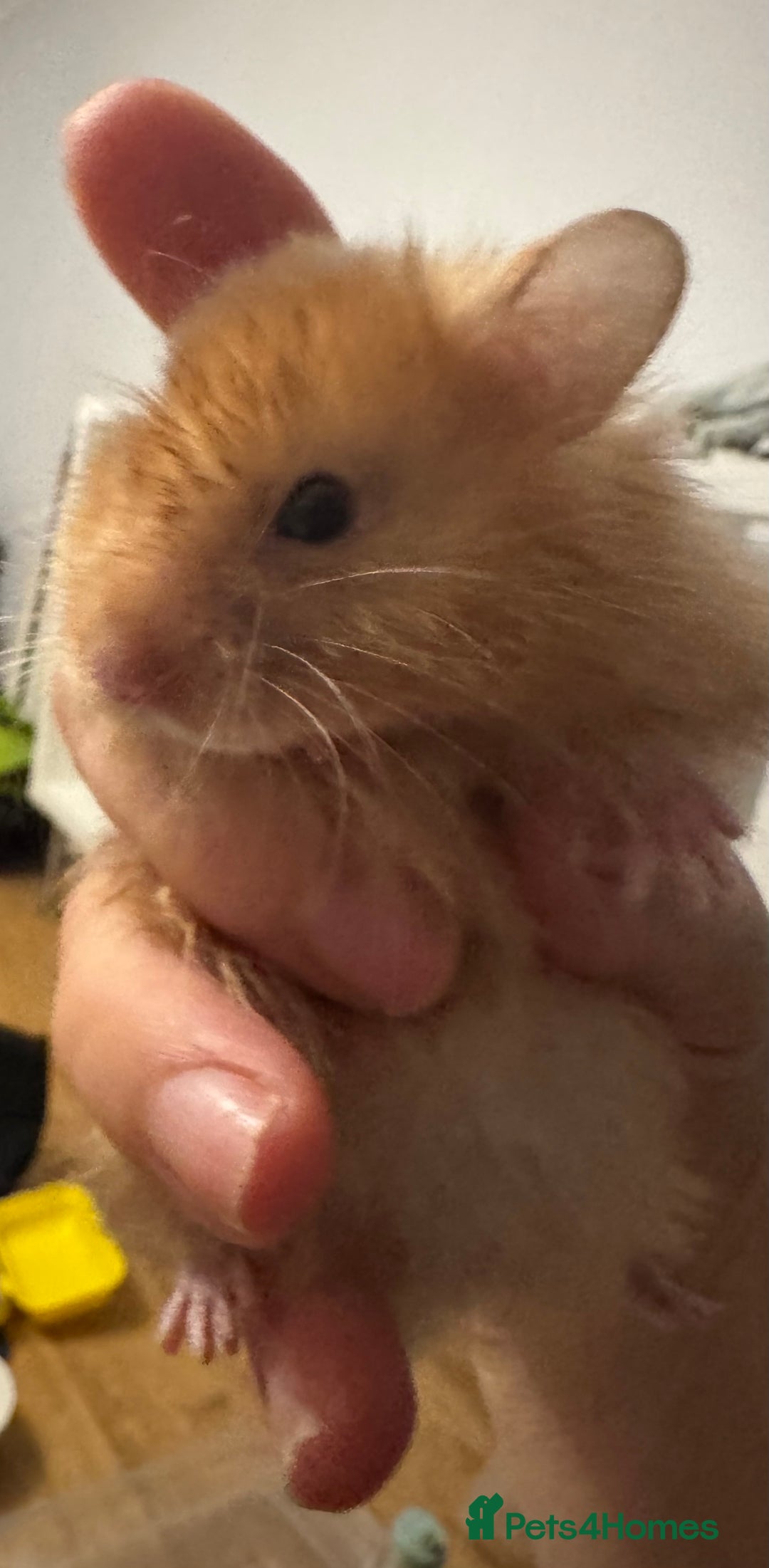 Hamster rodents for sale: Stunning home-bred Syrian hamster pups  - Image 10