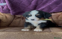 Bernese Mountain Dog dogs for sale: KC Reg Bernese Mountain Dog Puppies - Image 5