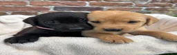 Labrador Retriever dogs for sale: Outstanding Labrador Puppies KC registered Hips - Advert 4