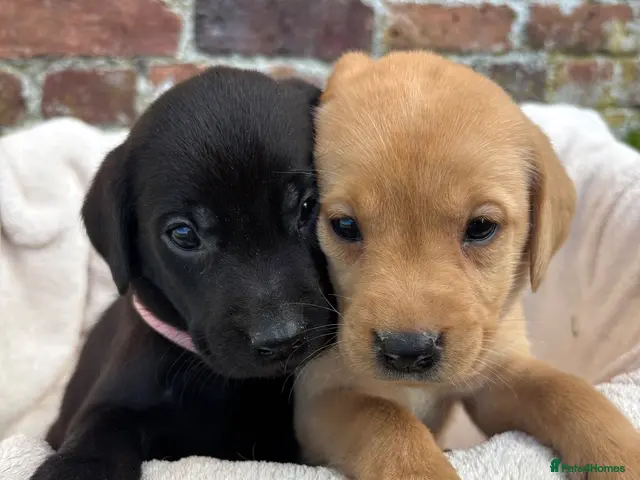Labrador Retriever dogs for sale: Outstanding Labrador Puppies KC registered Hips - Advert 16