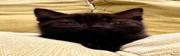 British Shorthair cats for sale: British Shorthair kittens - Advert 25