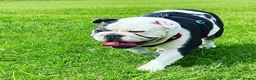 English Bulldog dogs for sale: English bulldog needs rehoming  in Birmingham - Advert 2