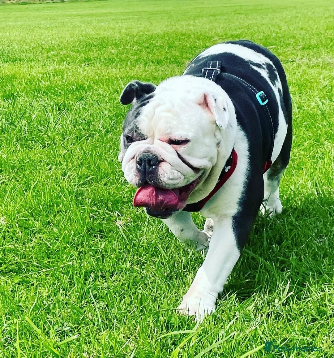 English Bulldog dogs for sale: English bulldog needs rehoming  in Birmingham - Advert 2