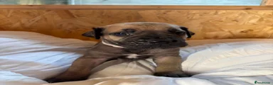 Boerboel Puppy 5