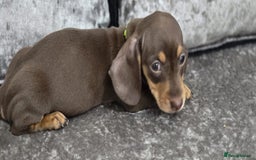 Dachshund dogs for sale: Long and short haired dachshund puppies - Image 4