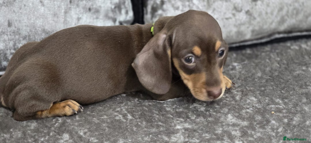 Dachshund dogs for sale: Long and short haired dachshund puppies - Image 4