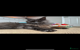 Maine Coon cats for sale: 4 big pure gorgeous Mainecoon boys  - Image 26