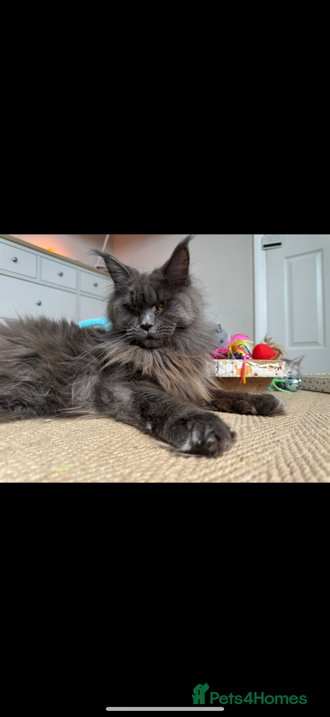 Maine Coon cats for sale: 4 big pure gorgeous Mainecoon boys  - Image 26