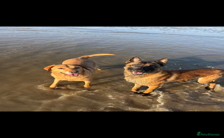 Labrador Retriever dogs - Advert 1