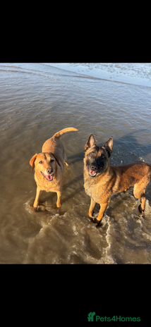Labrador Retriever dogs - Advert 7
