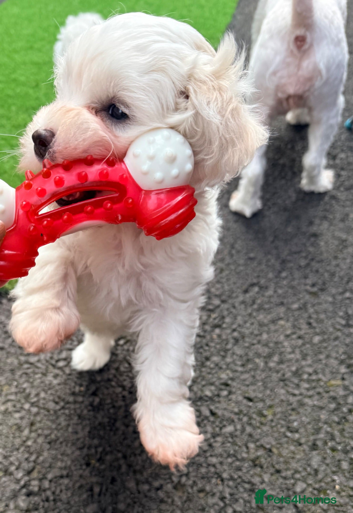 Cavachon dogs Cavachon Puppies Looking for Their 4ever Homes ❤️ - Advert 7