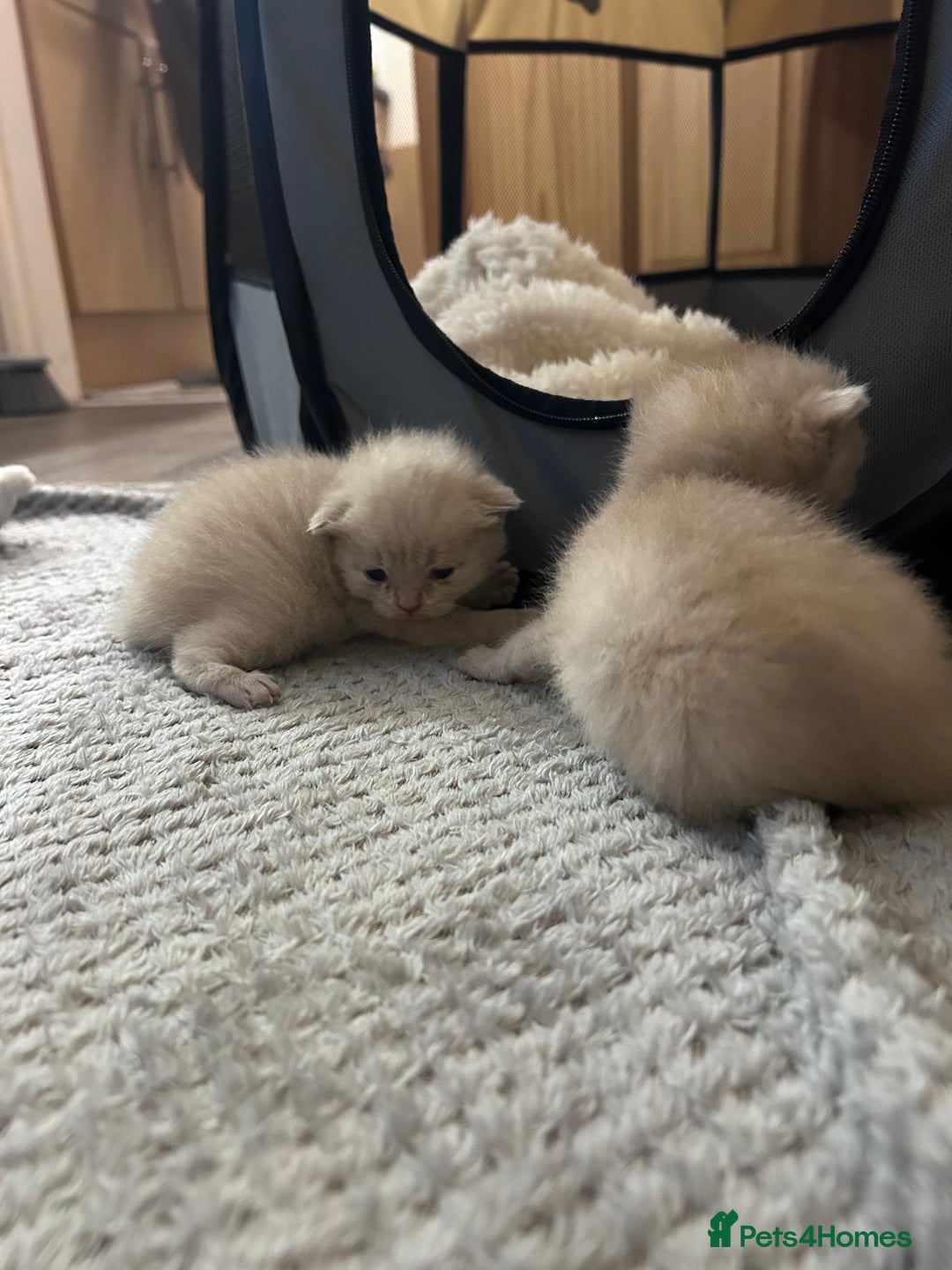 Scottish Fold cats for sale: Scottish fold kittens  - Image 4