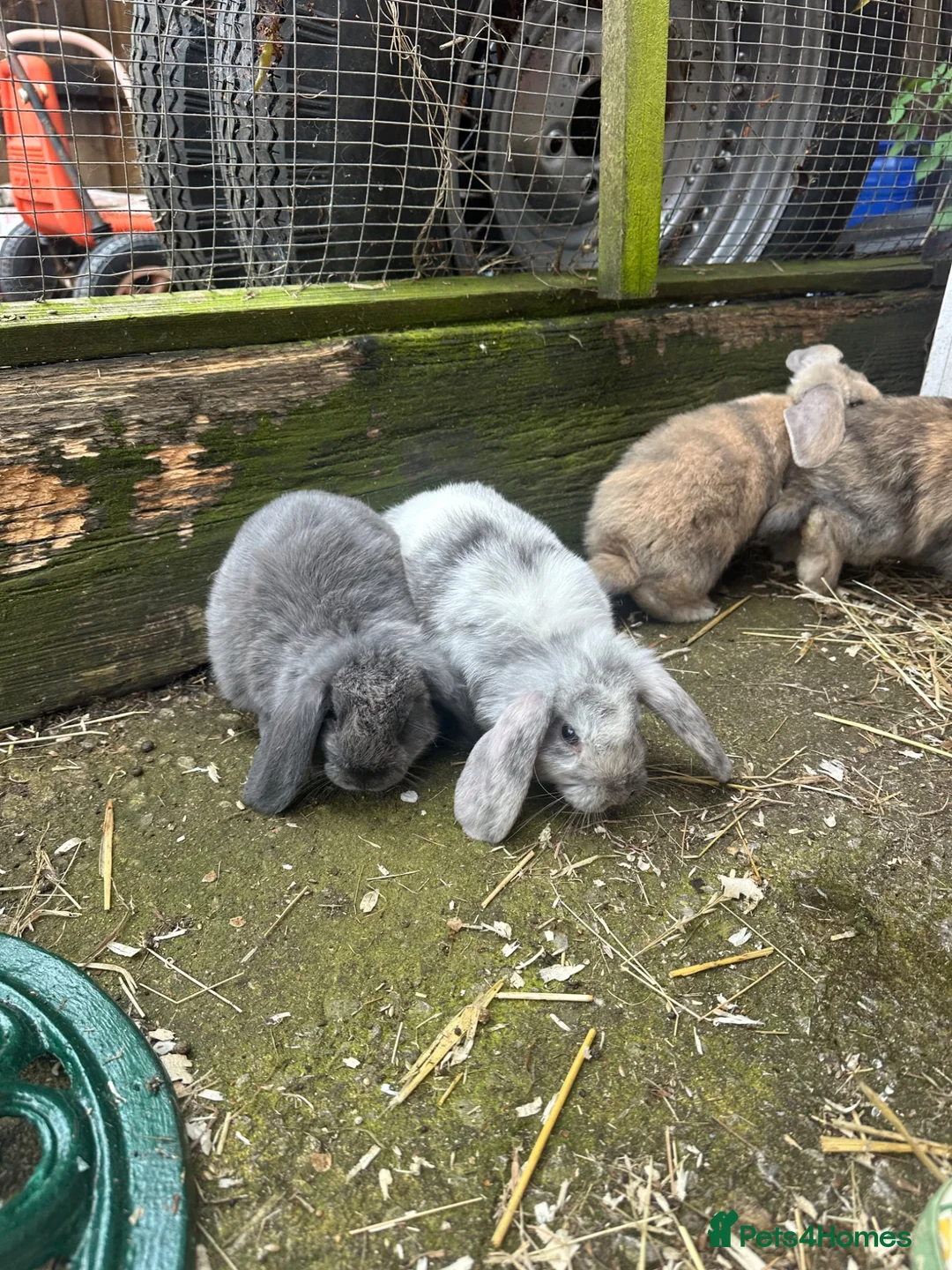 Mini Lop rabbits for sale: 4 mini lop babies  - Advert 2