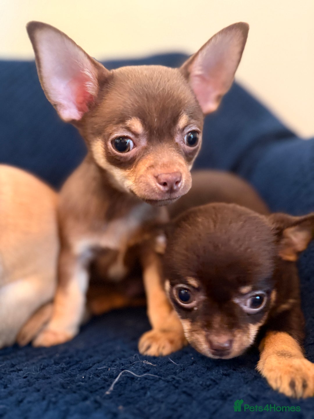 Chihuahua dogs for sale: Small Chihuahua puppies available today - Advert 3