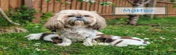 Shih Tzu dogs for sale: 💕 Adorable pure bred Shih Tzu puppies 💖  - Advert 2